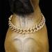 Cuban Connection Dog Collar - 17.7 Cuban Link Chain Alloy Diamond Gold Bling Jewelry for Dogs & Cats - Buy Online on SooperMarket.com