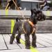 DOG Copenhagen Comfort Walk Air Harness - Size L, Black | Breathable and Durable - Buy Online on SooperMarket.com