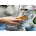 Lucybalu Cat Brush for Short & Long Hair | Natural Bristles & Wooden Handle | Best Cat Grooming Tool | Fellbrush & Katzenkamm - Buy Online on SooperMarket.com