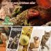 Repti Home 75W Ceramic Heat Radiator (2-Pack) - Ideal Reptile Heat Lamp Bulbs for Amphibians Pets Chickens Dogs & Cats - Buy Online on SooperMarket.com