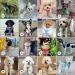 Bella & Pal Small Dog Harness with Leash - Air Mesh Reflective Breathable for Puppies & Cats - Lavender (S S 35-40cm) - Buy Online on SooperMarket.com