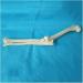 Elbow Joint Model of Dog SSkeleton Bone Model of Dog Ulna Humerus Radial Model - Buy Online on SooperMarket.com