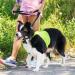 Weesiber Adjustable Dog Muzzle & Padded Halter - No Pulling Leash Solution for Medium Dogs (Black) - Buy Online on SooperMarket.com