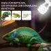 Buy Lucky Herp UVB Lamp 13W E27 - Ideal for Reptiles & Turtles | Best UVB 150 Terrarium Lighting - Buy Online on SooperMarket.com