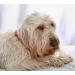 Buy Baltic Amber Dog Neck Chain | Flea & Tick Protection for Dogs & Cats - 52 cm Leather Strap - Buy Online on SooperMarket.com