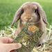 X-pet Natural Timothy Hay Chips Chew Treats for Dental Health | Small Animal Snacks for Rabbits, Hamsters, Guinea Pigs, Chinchillas - Buy Now! - Buy Online on SooperMarket.com