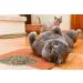 Maximum Potency Organic Catnip Blend - Premium Cat Weed for Crazy Cat Play - 1 Cup - Buy Online on SooperMarket.com