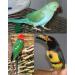 Buy Aviator Bird Harness X-Small Black - Ultimate Comfort & Safety for Your Pet Bird | International Shipping Available - Buy Online on SooperMarket.com