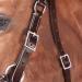 Shop WALDHAUSEN Star Bitless Bridle for Warmbloods Brown | International Shipping Available - Buy Online on SooperMarket.com