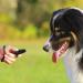 Truepets 2in1 Dog Clicker & Whistle - Essential Training Tool for Dogs & Cats - Optimize Your Pet Education - Buy Online on SooperMarket.com