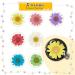 84 Pieces Real Dried Pressed Flowers - Natural Daisy Variety for DIY Crafts & Decorations - 7 Colors - Resin Casting, Jewelry, Candle, Soap Making Supplies - Buy Online on SooperMarket.com