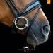 Schockem hle Malibu Anatomic Snaffle Bridle Black WB - Premium Equestrian Gear for Ultimate Comfort - Buy Online on SooperMarket.com