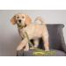 NFL Green Bay Packers Small Pet Leash by Pets First - Officially Licensed - Buy Online on SooperMarket.com