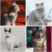 Nearasu 12 Pack Cat Collars Reflective Safety Quick Release Buckle Cat Collar for Cat Kitten Pet Breakaway With Bell Adjustable Large Hi Vis 20-34cm For All Domestic Cats Male Female (Multi-colored) - Buy Online on SooperMarket.com