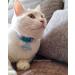 Shop Kittyrama Cat & Kitten Collars - Vogue Approved Vet-Approved Hypoallergenic & Comfortable - Mauve & Other Styles Available - Buy Online on SooperMarket.com