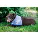 Blue Big Brother Dog Bandana for Pregnancy Announcement - Pet Photo Prop & Handkerchief for Medium to Large Dogs - Buy Online on SooperMarket.com
