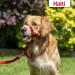 Halti Head Harness for Medium Dogs - No-Pull Leash Solution Adjustable & Comfortable Red Design - Buy Online on SooperMarket.com