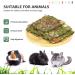 X-pet Natural Timothy Hay Chips Chew Treats for Dental Health | Small Animal Snacks for Rabbits, Hamsters, Guinea Pigs, Chinchillas - Buy Now! - Buy Online on SooperMarket.com