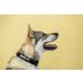 Julius-K9 Colour and Gray Fur Collar with Handle | Durable, Easy to Clean, Water Resistant | 40 mm (38-53 cm) Black-Gray | Safety Lock and Interchangeable Patch - Buy Online on SooperMarket.com