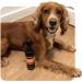 Animology Dirty Dawg Pup No-Rinse Shampoo Dog Spray 250ml - Buy Online on SooperMarket.com