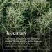 Nikura Rosemary Essential Oil 10ml - 100% Pure for Hair Growth | Aromatherapy Diffuser | Vegan Friendly - Buy Online on SooperMarket.com