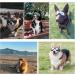 Tsathoggua Dog Goggles Dog Sunglasses with Elastic Strap UV Pet Goggles Protect Dog's Eyes for UV Wind Dust and Fog Medium/Large Breed - Buy Online on SooperMarket.com