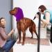 CoBee Soothing Earmuffs for Dogs | Noise Protection Ear Flap Head Wrap - XL Violet | Comfort & Care for Bathing - Buy Online on SooperMarket.com