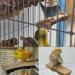 Tfwadmx Parrot Perch 2 Pack - Natural Wood Bird Stand for Cage | Playground Accessories for Parakeet, Cockatiel, Lovebird, Finches, Conure, Budgie - Buy Online on SooperMarket.com