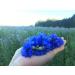 Pure Blue Cornflower Petals - Dried Grown in Germany - Natural Grown Herbal Flowers for for Homemade Lattes Tea Blends Bath Salts Gifts Crafts (Centaurea cyanus) - Buy Online on SooperMarket.com