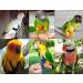 Buy Aviator Bird Harness X-Small Black - Ultimate Comfort & Safety for Your Pet Bird | International Shipping Available - Buy Online on SooperMarket.com