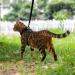 VKPETFR Cat Harness and Leash Set Escape Proof for Walking Adjustable Cute Kitten Harness Leash with Airtag Holder for Small Large Cats Lightweight Soft Walking Travel Harness (Black) - Buy Online on SooperMarket.com