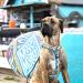 Max & Molly H-Harness - Aloha | Comfortable & Stylish Dog Harness for Every Adventure | Shop Now for International Shipping - Buy Online on SooperMarket.com
