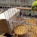 Wooden Parrot Breeding Box for Birds - Budgie, Cockatiel, Parakeet, Lovebirds, Conure, Cockatoo - Nesting Box for Cage - 7.8x4.7x4.7 inch - Buy Online on SooperMarket.com