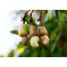 Organic Dry Roasted Whole Cashews with Himalayan Salt 2 lbs - Vegan, Non-GMO, Kosher, High Protein Snack - Buy Online on SooperMarket.com