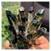 Natural Crystal Rough Crystals 1pc Black Phantom Quartz Crystal Cluster (Size : 900-1000g)