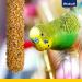 Vitakraft Budgie Crackers & Nibble Sticks - Apricot & Fig Flavor Sugar-Free Beak Care (60g) - Buy Online on SooperMarket.com