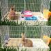 PINVNBY Natural Straw Grass Mat for Rabbit Bunny Cage - 6 Pcs - Buy Online on SooperMarket.com