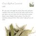 Organic Eucalyptus Losblatt Tea - Biodegradable Eucalyptus Herb Tea 100g | International Shipping - Buy Online on SooperMarket.com