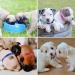 Buy Yorgewd 12 Pack Adjustable Puppy Neck Bands - Safety ID for Small Dogs & Cats - Multicolor (17-26cm) - Buy Online on SooperMarket.com