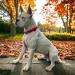 Moosh Silicone AirTag Holder for Dogs & Cats | Safe Stylish Pet Tracker | Red | International Shipping Available - Buy Online on SooperMarket.com