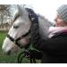 JF-Reitsport Cavesson Pro 2021 - 4-Way Adjustable Soft & Shock-Absorbing Padded for Warmbloods | International Shipping Available - Buy Online on SooperMarket.com