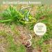 Milestone Camping 31690 Outdoor Corkscrew Tie Out Stake / Keyring Attachment / Tether Pets and Tents / Ideal for Camping Hiking Fishing and More - Buy Online on SooperMarket.com