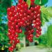Red Currant 'Rovada ' - Half Standard in Container | Premium International Shipping - Buy Online on SooperMarket.com