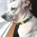 Yudote Soft Dog Collar for Large Dogs | Natural Cotton Fabric | Sensitive Skin Friendly | British Racing Green (1-Pack) - Buy Online on SooperMarket.com