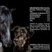 Mituso Black Cumin Oil 1L for Dogs & Horses - 100% Pure & Cold Pressed | Premium Pet Health Supplement - Buy Online on SooperMarket.com