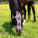 Harrison Howard Super Comfort Stretchable Fly Mask for Horses | UV Protection Soft & Breathable | XL Extra Full Size Tribal Abstract - Buy Online on SooperMarket.com