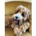 Bamboodles T Bone Dog Chew - Medium Chicken Flavor for Aggressive Chewers - Buy Online on SooperMarket.com