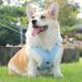 Buy No-Pull Dog Harness for Small Dogs - Reflective Soft & Safe with Leash | Anti-Pull Breast Dishes - Blue - Buy Online on SooperMarket.com