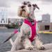 DOG Copenhagen Comfort Walk Pro Harness - Size XL Black - Buy Online on SooperMarket.com