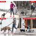 Hands Free Running Dog Lead - Retractable 7FT Long Training Leash for Medium Large Dogs - Reflective Nylon Tape - Ideal for Walking, Hiking, Jogging - Car Seat Belt Leash - Black - Buy Online on SooperMarket.com